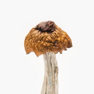 Buy Martinique Mushrooms Online Overnight Delivery