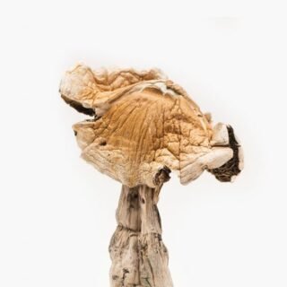 amazonian mushroom strain