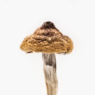 B+ Mushroom For Sale 