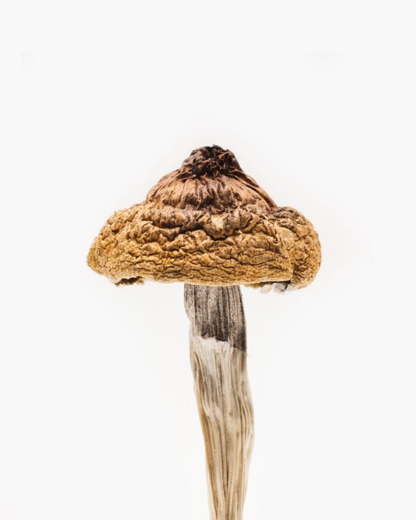 B+ Mushroom For Sale 