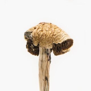 brazilian mushroom strain