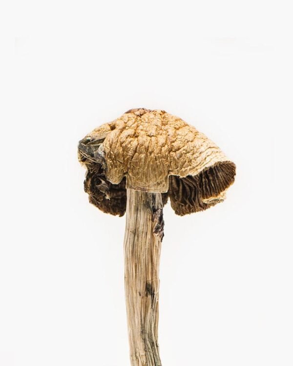 brazilian mushroom strain