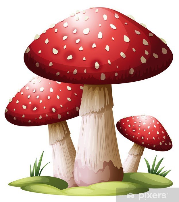 buy magic mushrooms online