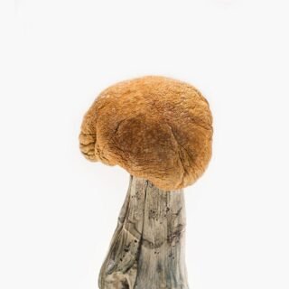 Buy Vietnamese Mushroom Strain Online