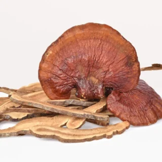 reishi mushrooms for sale online